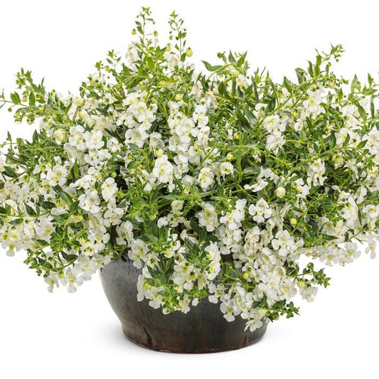 Angelonia Angelface Cascade Snow - View 1 from www redcrocus com