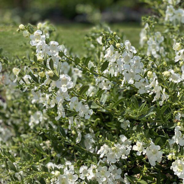 Angelonia Angelface Cascade Snow - View 2 from www redcrocus com
