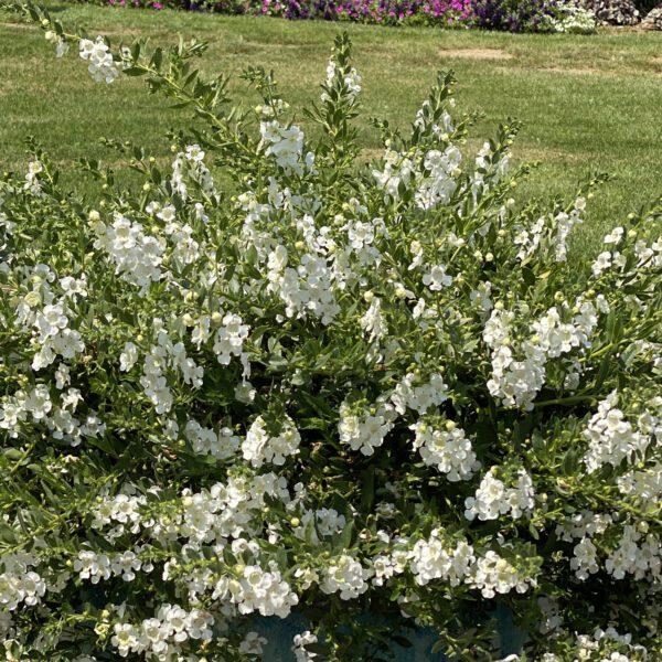 Angelonia Angelface Cascade Snow - View 3 from www redcrocus com