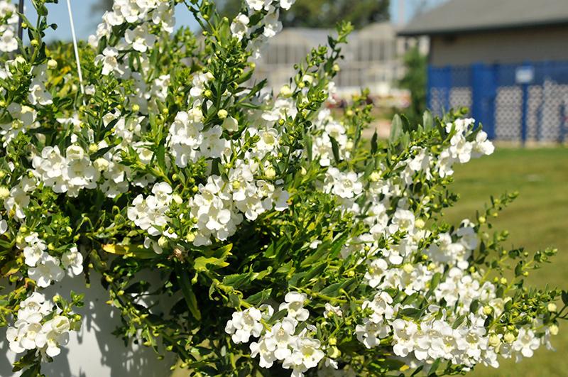 Angelonia Angelface Cascade Snow - View 5 from www redcrocus com