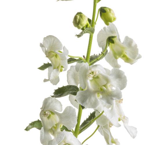 Angelonia Angelface Cascade Snow - View 6 from www redcrocus com