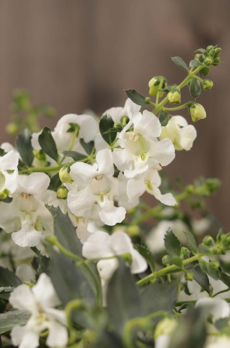 Angelonia Angelface Cascade Snow - View 7 from www redcrocus com