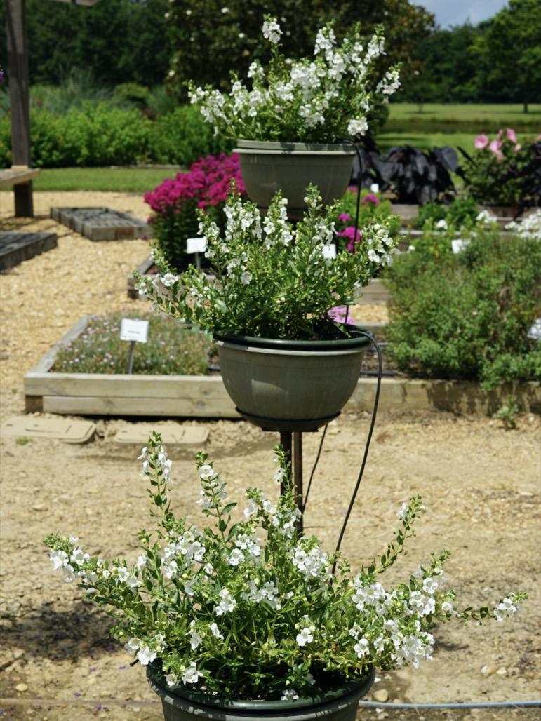 Angelonia Angelface Cascade Snow - View 8 from www redcrocus com