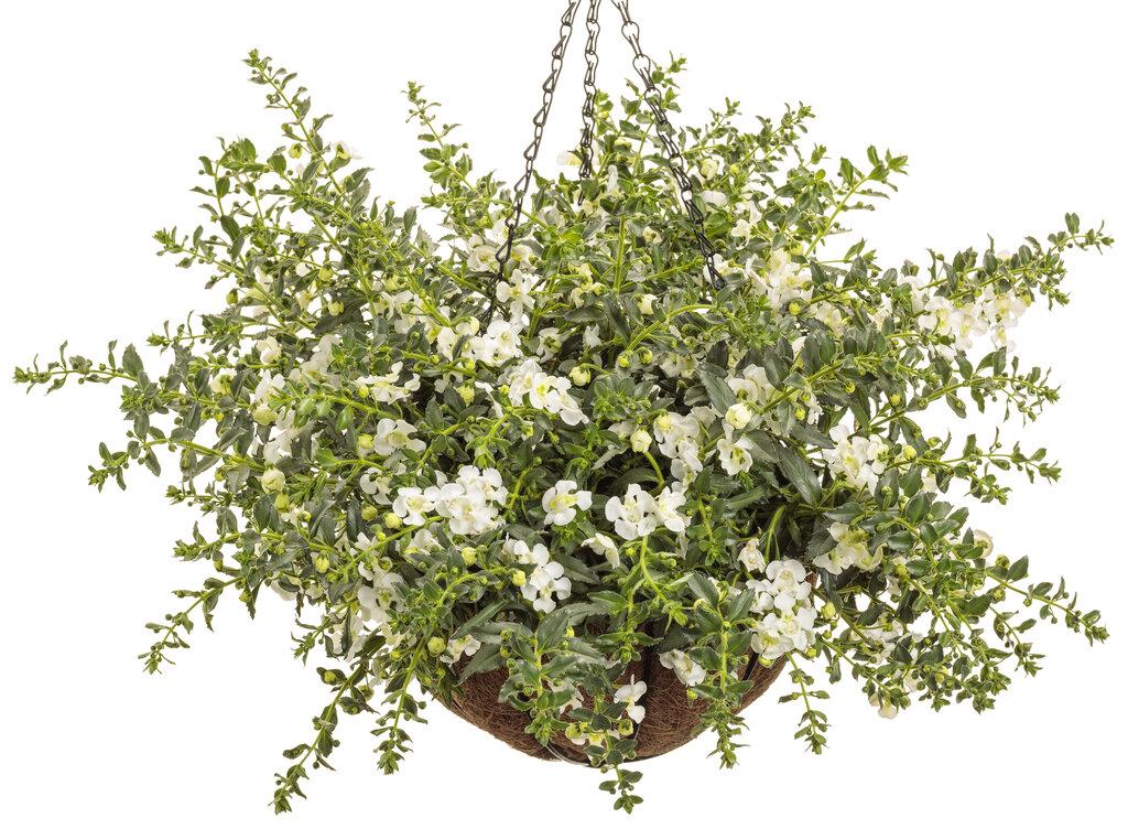 Angelonia Angelface Cascade Snow - View 9 from www redcrocus com