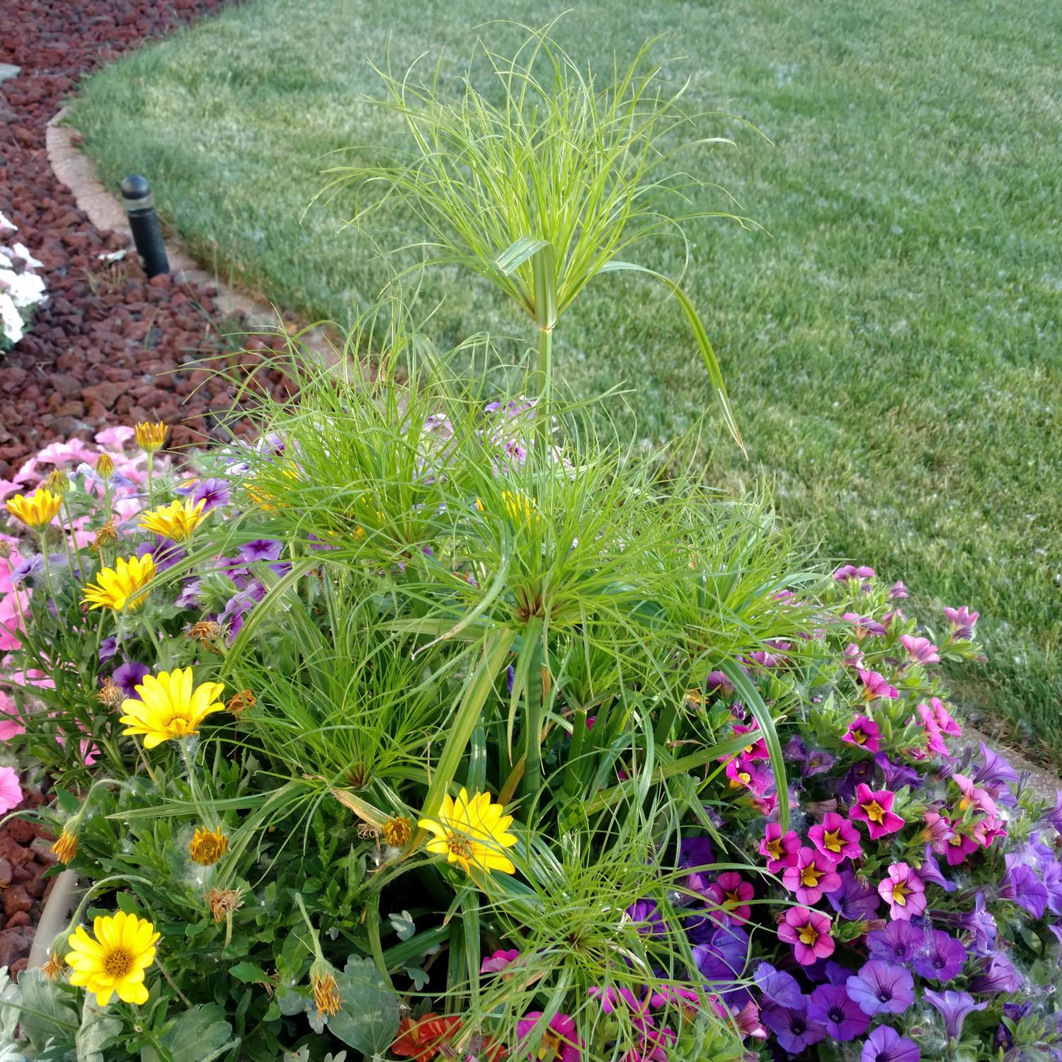 Grass Cyperus Papyrus Prince Tut Proven Winners - View 10 from www redcrocus com