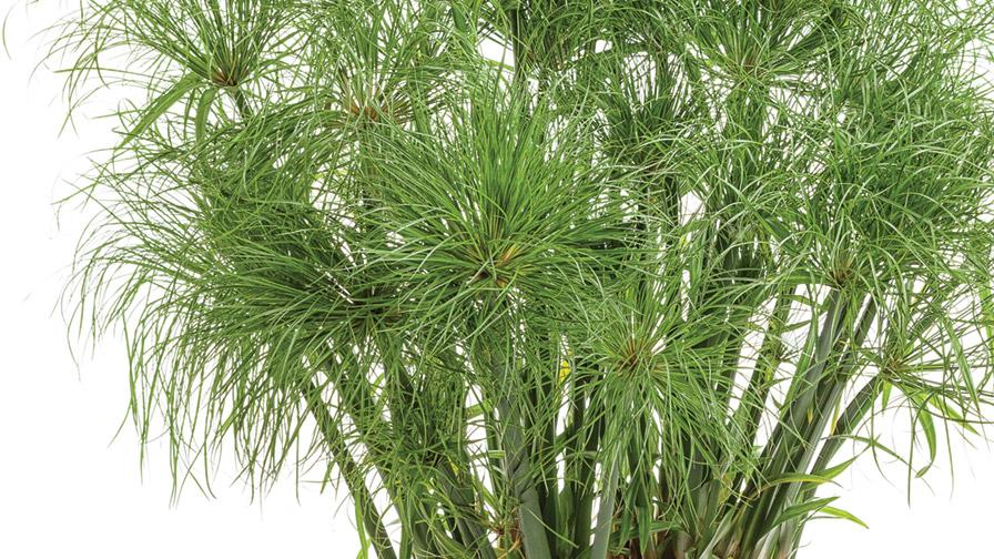 Grass Cyperus Papyrus Prince Tut Proven Winners - View 11 from www redcrocus com