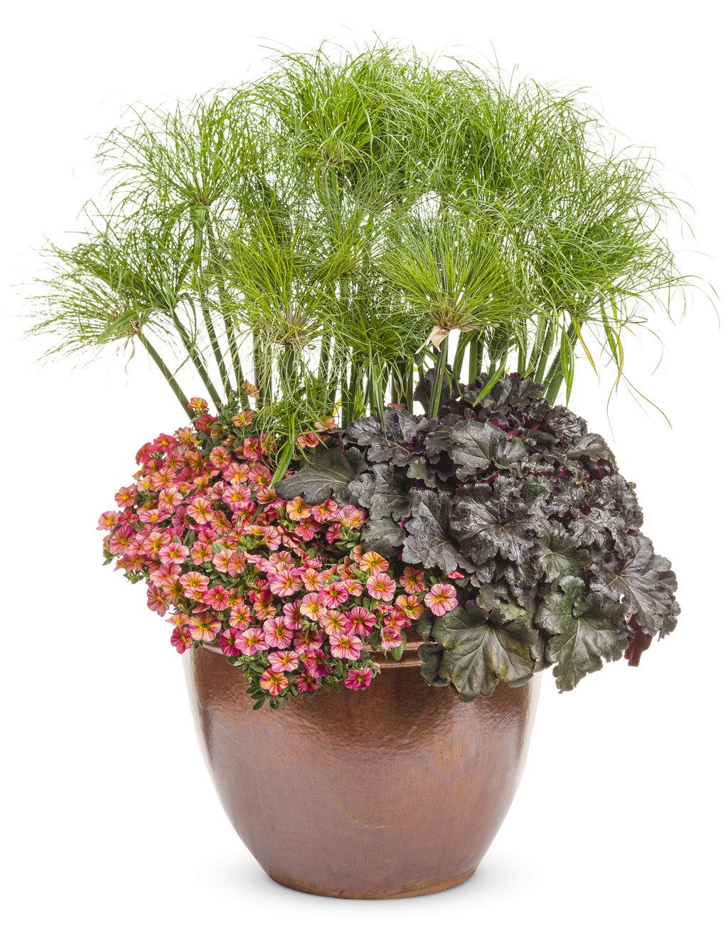 Grass Cyperus Papyrus Prince Tut Proven Winners - View 15 from www redcrocus com