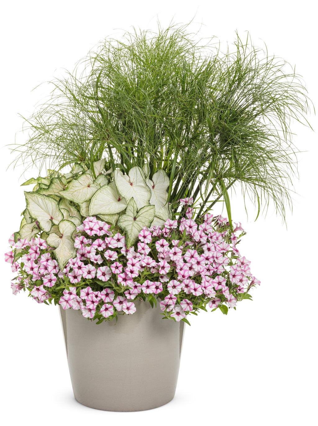 Grass Cyperus Papyrus Prince Tut Proven Winners - View 16 from www redcrocus com