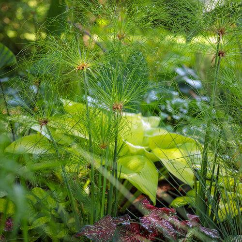 Grass Cyperus Papyrus Prince Tut Proven Winners - View 17 from www redcrocus com