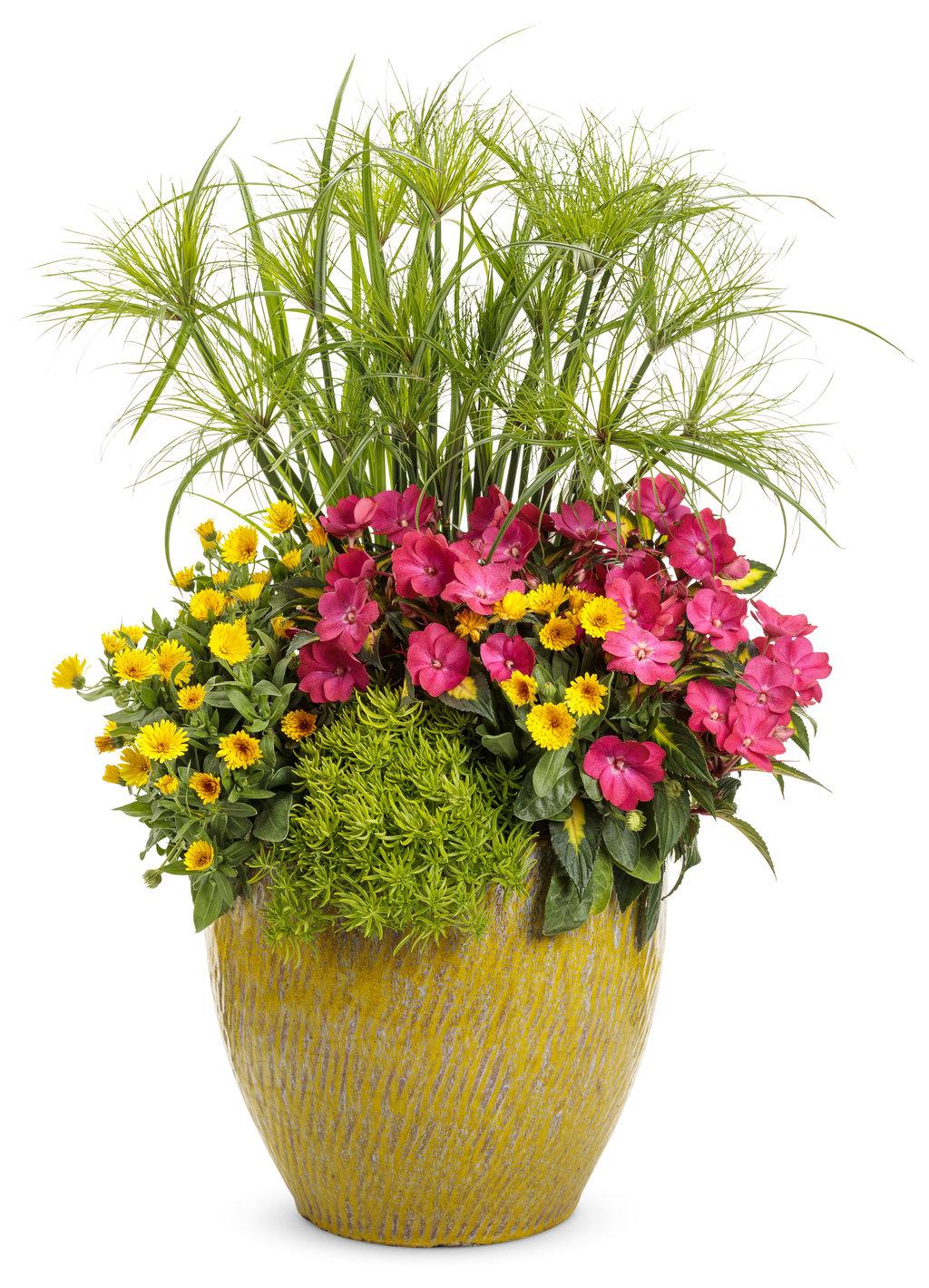 Grass Cyperus Papyrus Prince Tut Proven Winners - View 2 from www redcrocus com
