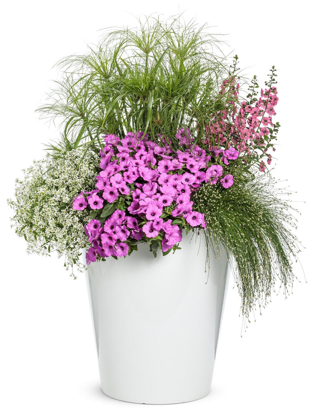 Grass Cyperus Papyrus Prince Tut Proven Winners - View 3 from www redcrocus com