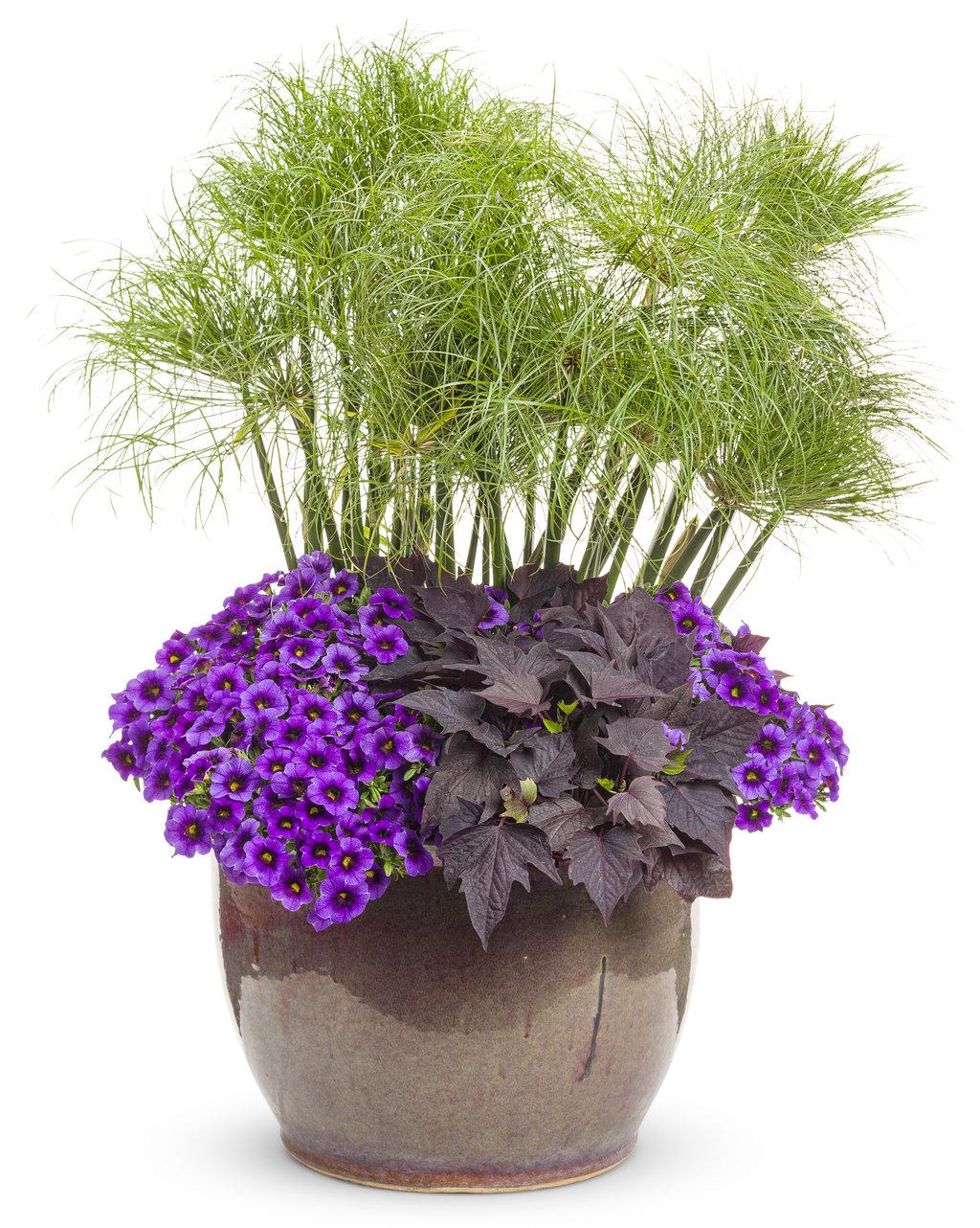 Grass Cyperus Papyrus Prince Tut Proven Winners - View 4 from www redcrocus com