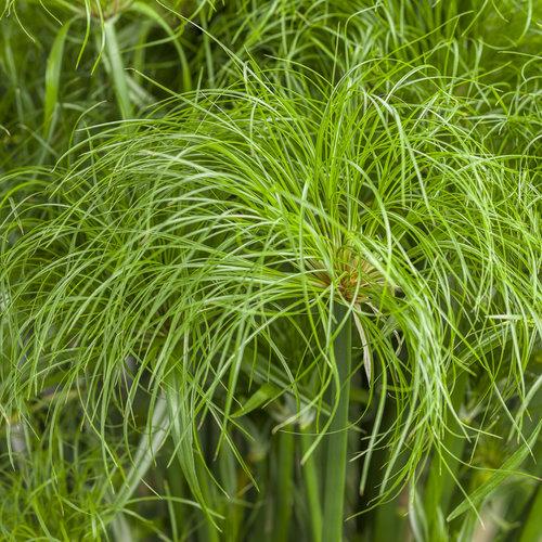 Grass Cyperus Papyrus Prince Tut Proven Winners - View 5 from www redcrocus com