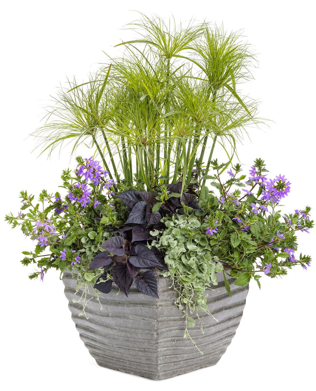 Grass Cyperus Papyrus Prince Tut Proven Winners - View 6 from www redcrocus com