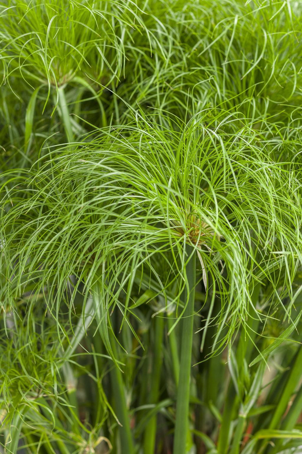 Grass Cyperus Papyrus Prince Tut Proven Winners - View 7 from www redcrocus com