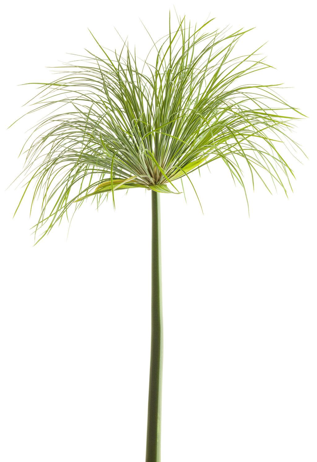 Grass Cyperus Papyrus Prince Tut Proven Winners - View 8 from www redcrocus com