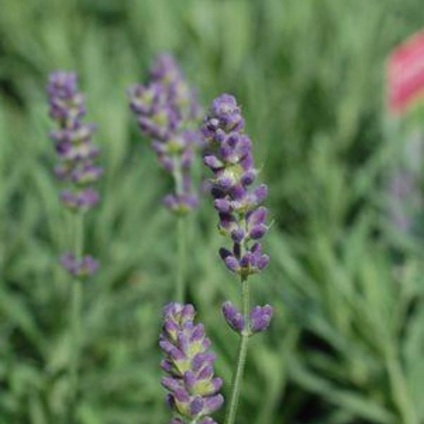 Heliotrope Augusta Lavender - View 10 from www redcrocus com