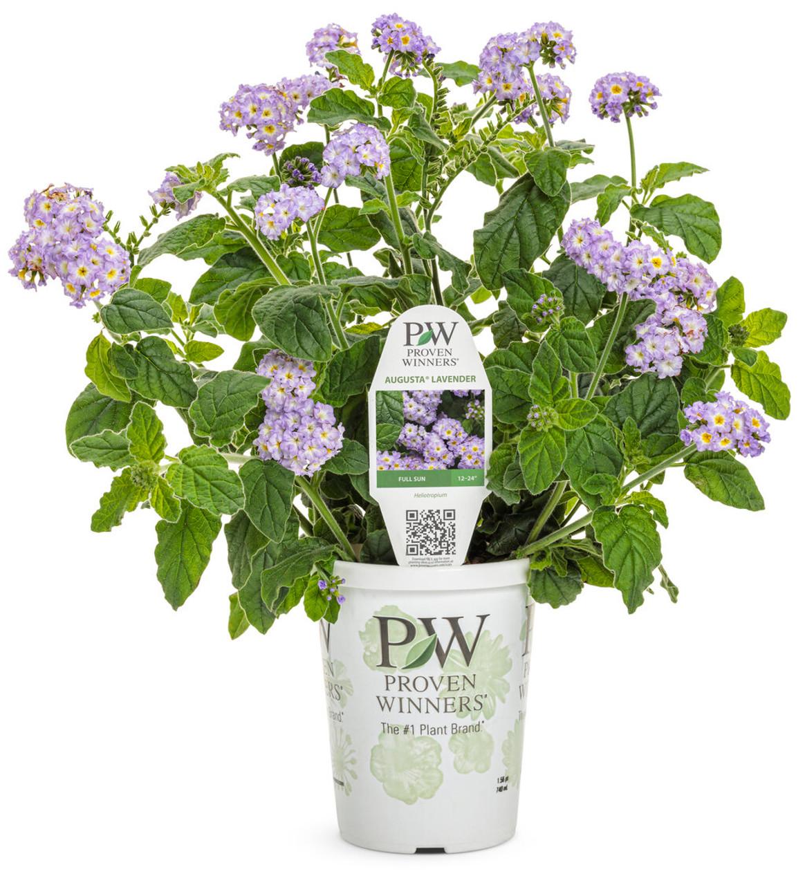 Heliotrope Augusta Lavender - View 11 from www redcrocus com