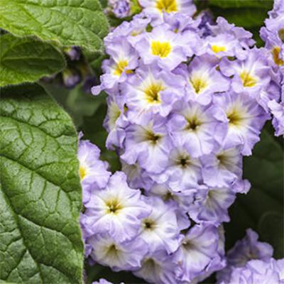 Heliotrope Augusta Lavender - View 12 from www redcrocus com