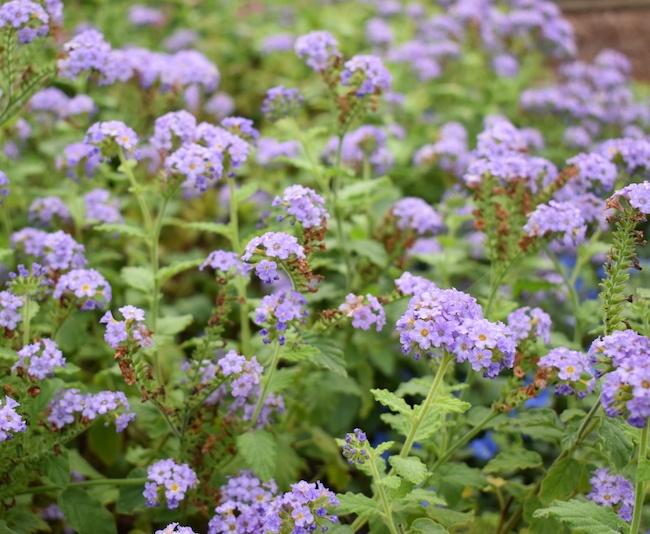 Heliotrope Augusta Lavender - View 13 from www redcrocus com