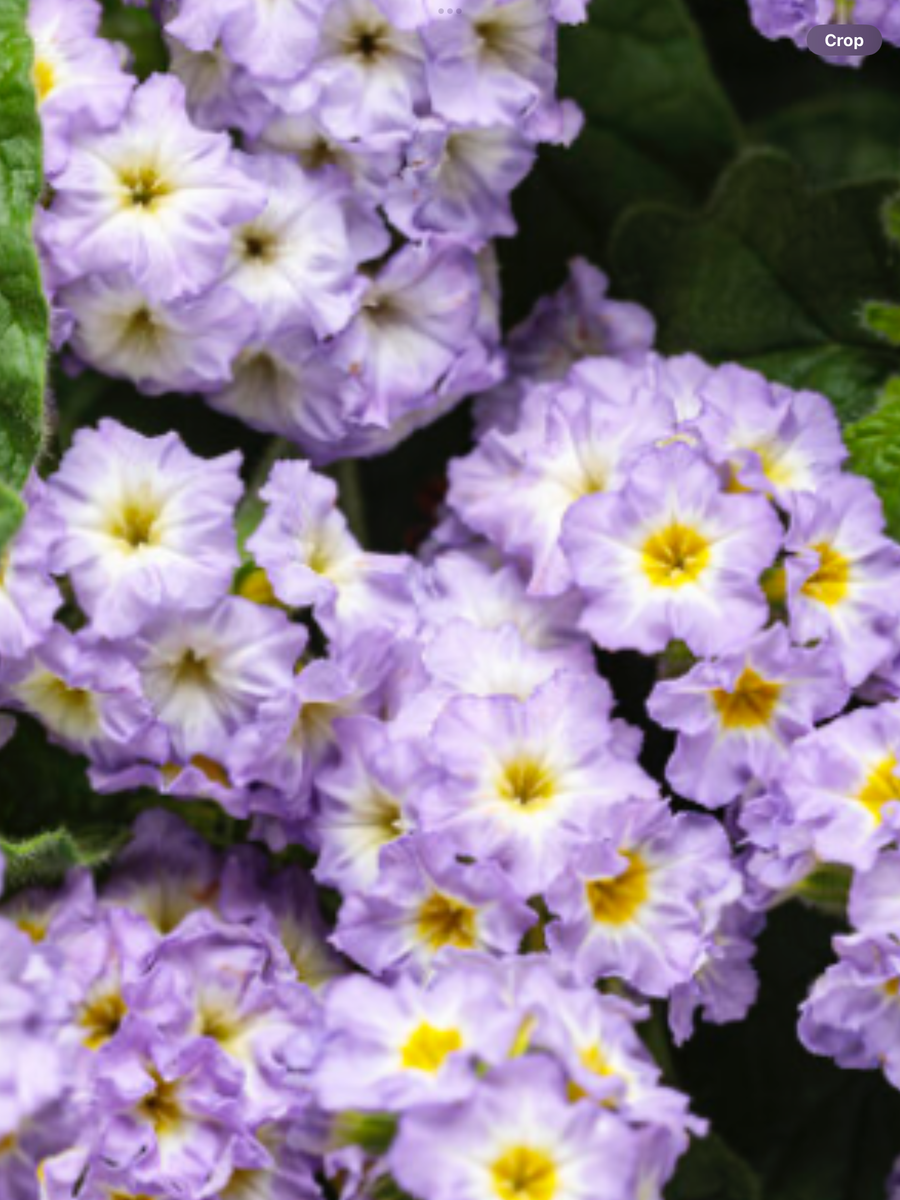 Heliotrope Augusta Lavender - View 14 from www redcrocus com