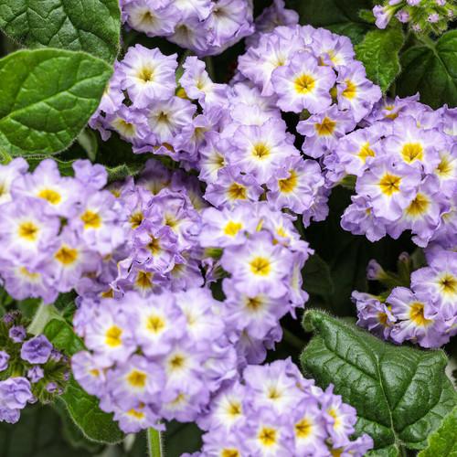 Heliotrope Augusta Lavender - View 15 from www redcrocus com