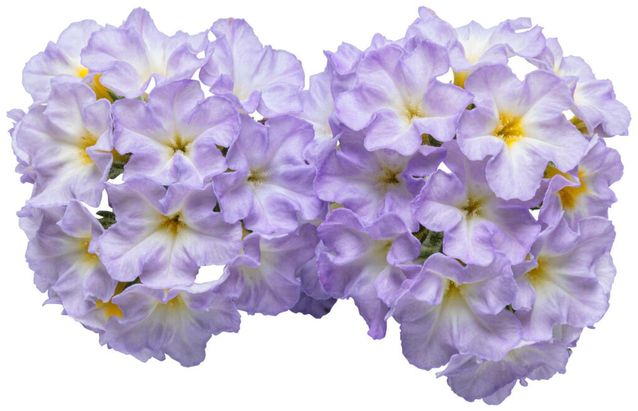 Heliotrope Augusta Lavender - View 16 from www redcrocus com