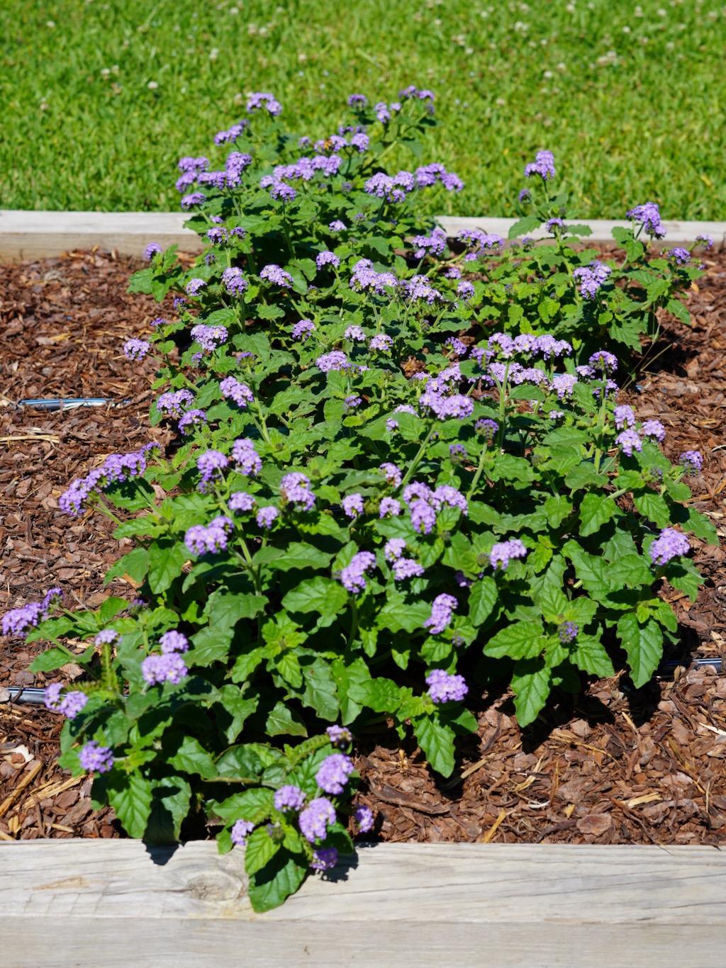 Heliotrope Augusta Lavender - View 18 from www redcrocus com