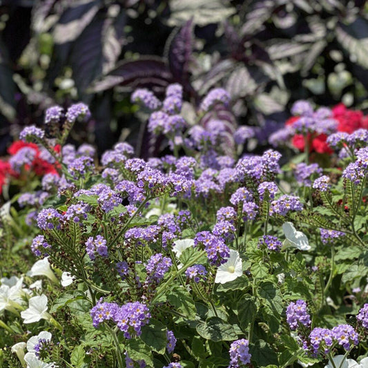 Heliotrope Augusta Lavender - View 1 from www redcrocus com