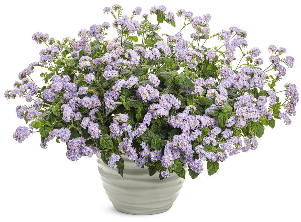 Heliotrope Augusta Lavender - View 2 from www redcrocus com