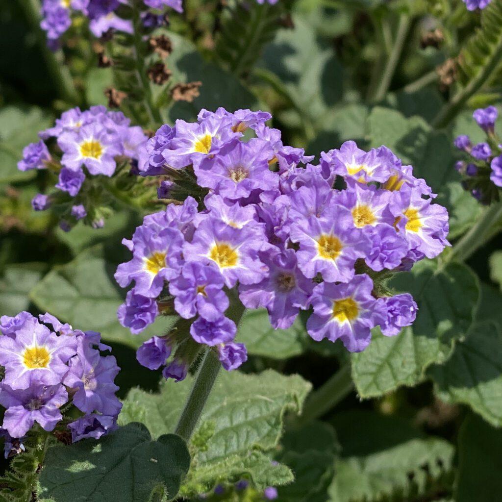Heliotrope Augusta Lavender - View 3 from www redcrocus com