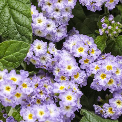 Heliotrope Augusta Lavender - View 4 from www redcrocus com