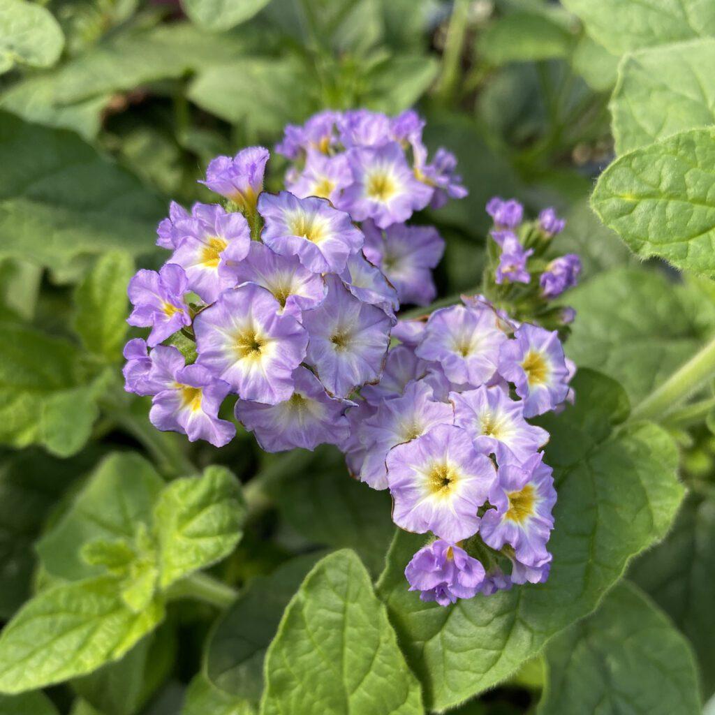 Heliotrope Augusta Lavender - View 5 from www redcrocus com