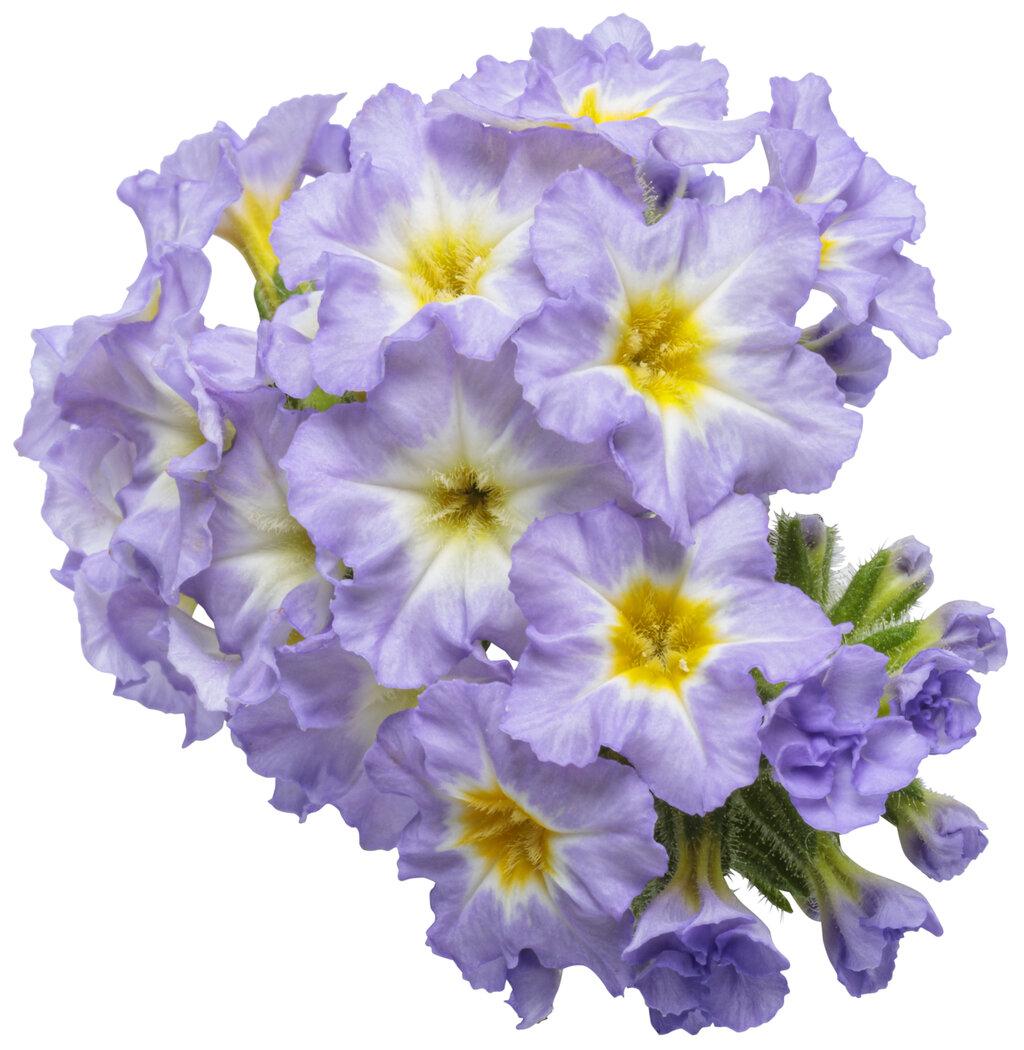 Heliotrope Augusta Lavender - View 6 from www redcrocus com