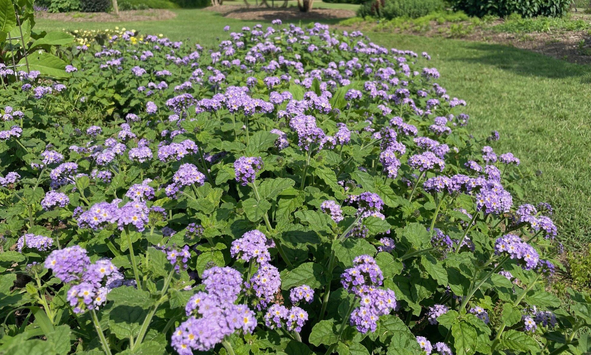 Heliotrope Augusta Lavender - View 7 from www redcrocus com