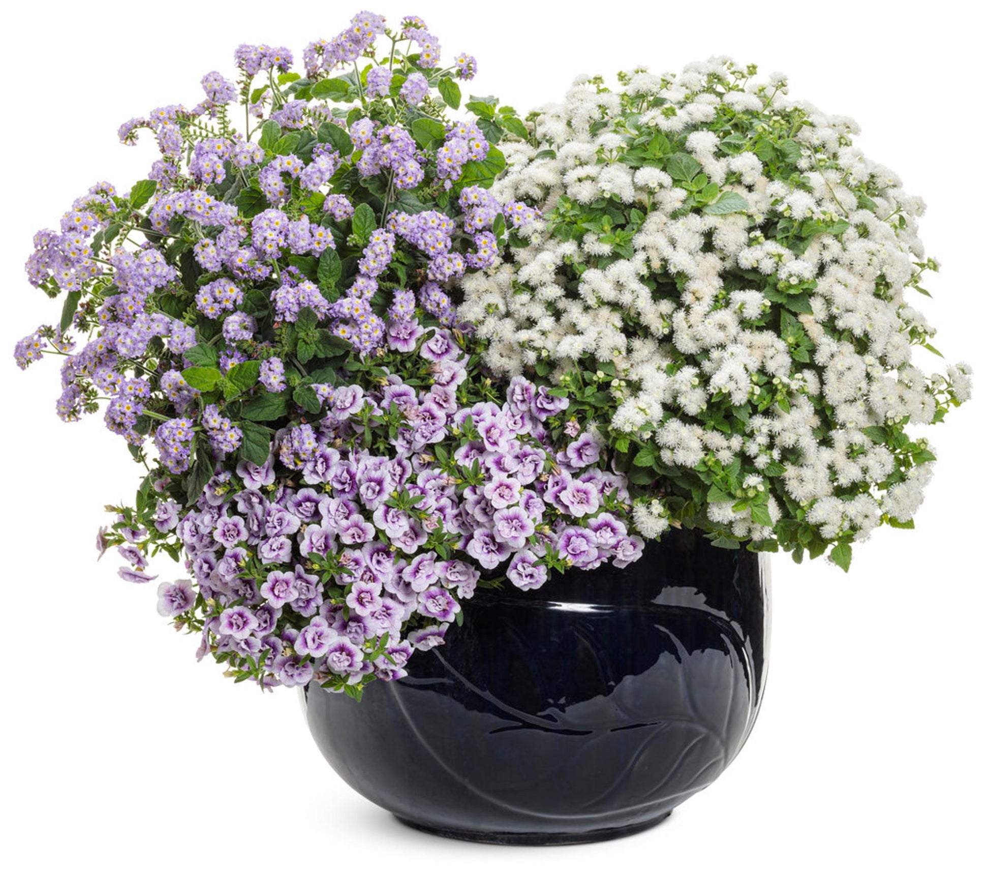 Heliotrope Augusta Lavender - View 8 from www redcrocus com