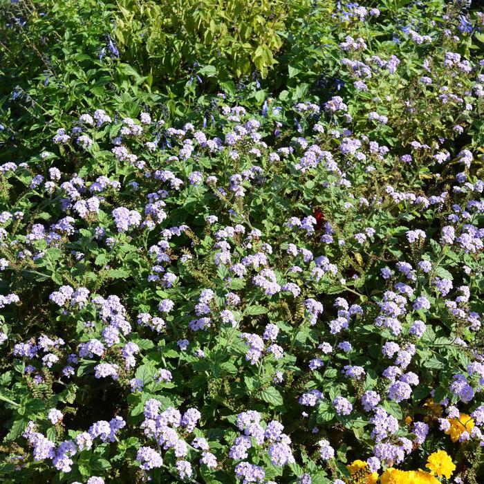 Heliotrope Augusta Lavender - View 9 from www redcrocus com