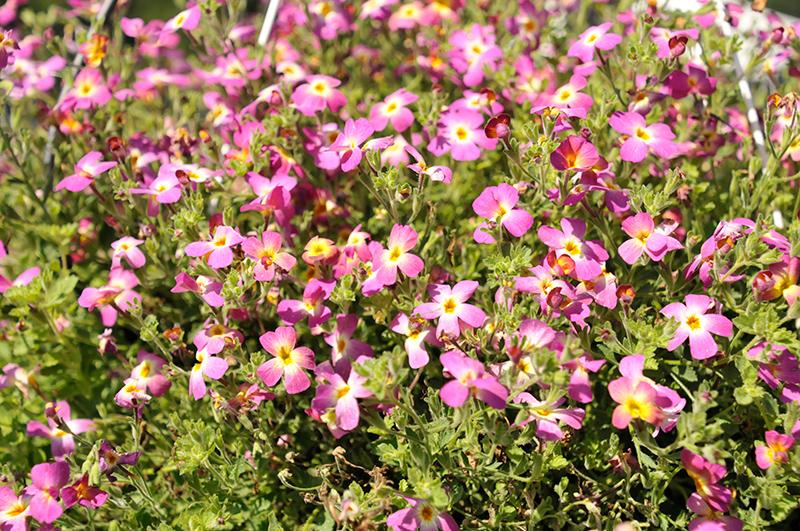 Jamesbrittenia Safari Dawn - View 17 from www redcrocus com