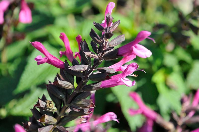 Salvia Unplugged Pink - View 10 from www redcrocus com