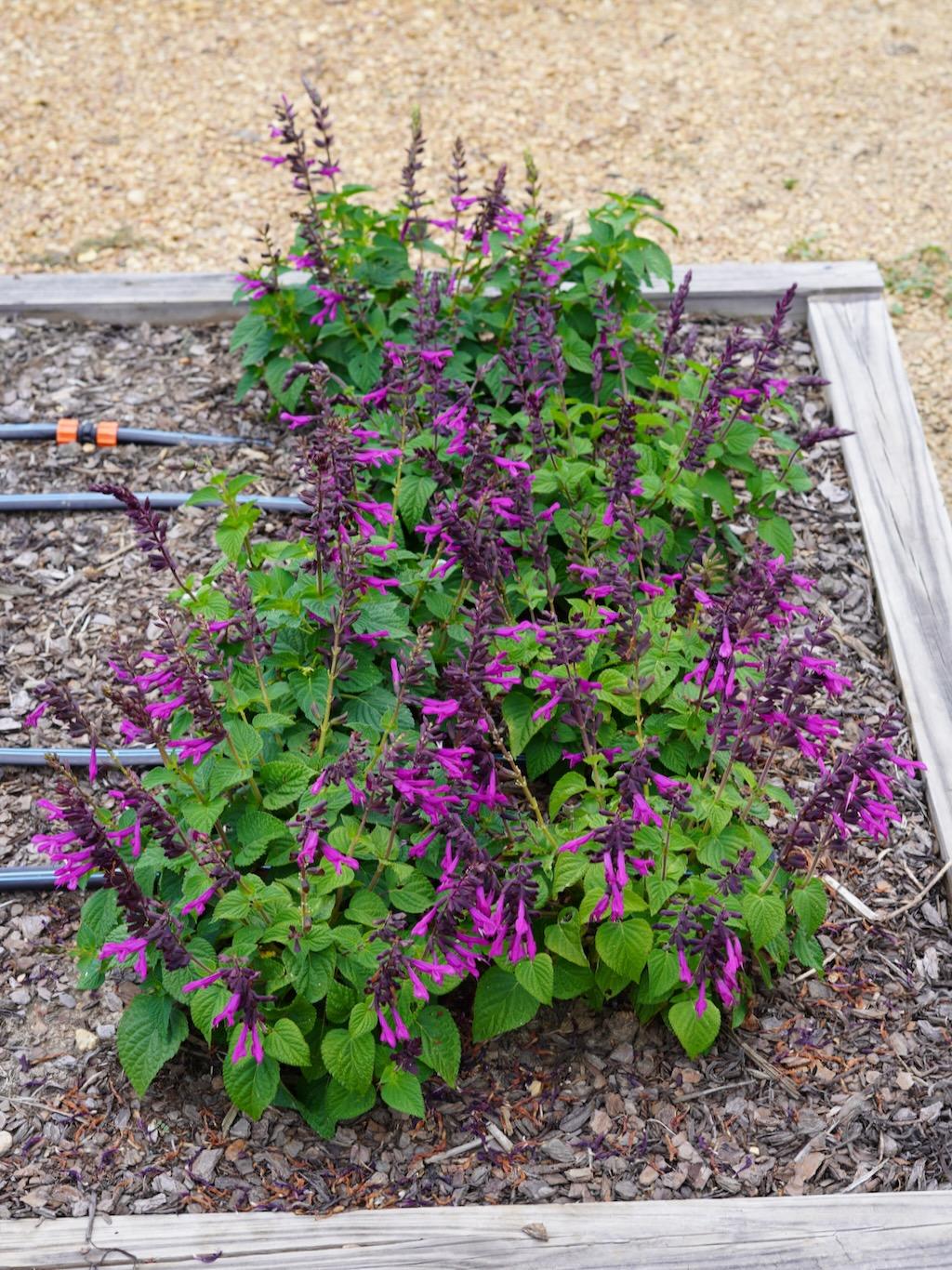 Salvia Unplugged Pink - View 11 from www redcrocus com