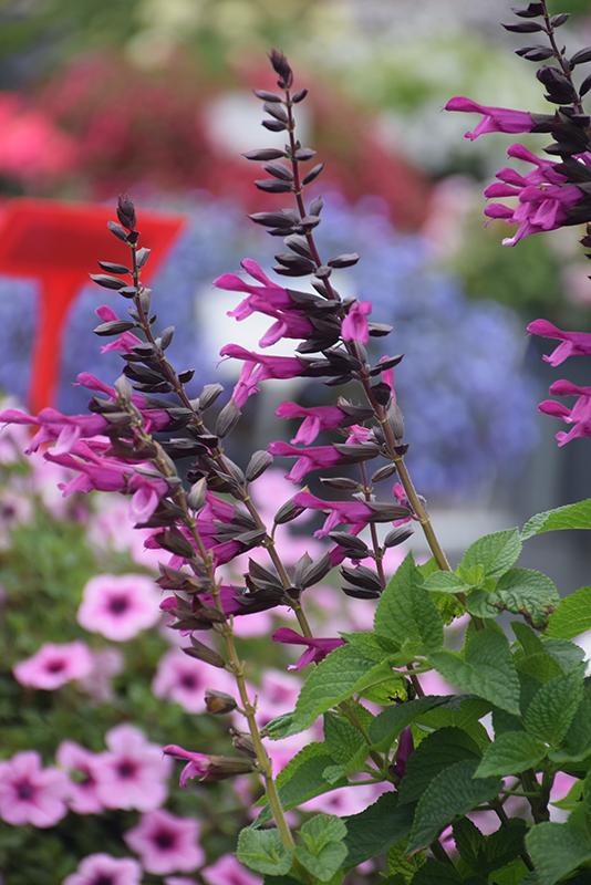 Salvia Unplugged Pink - View 12 from www redcrocus com