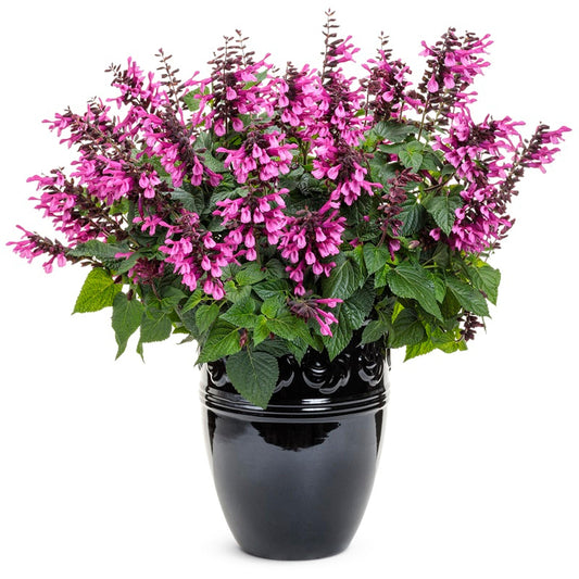 Salvia Unplugged Pink - View 1 from www redcrocus com