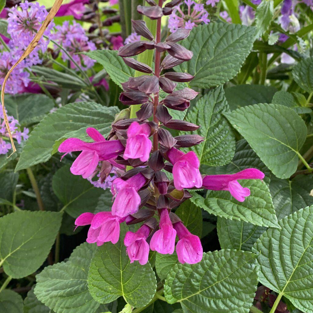 Salvia Unplugged Pink - View 2 from www redcrocus com