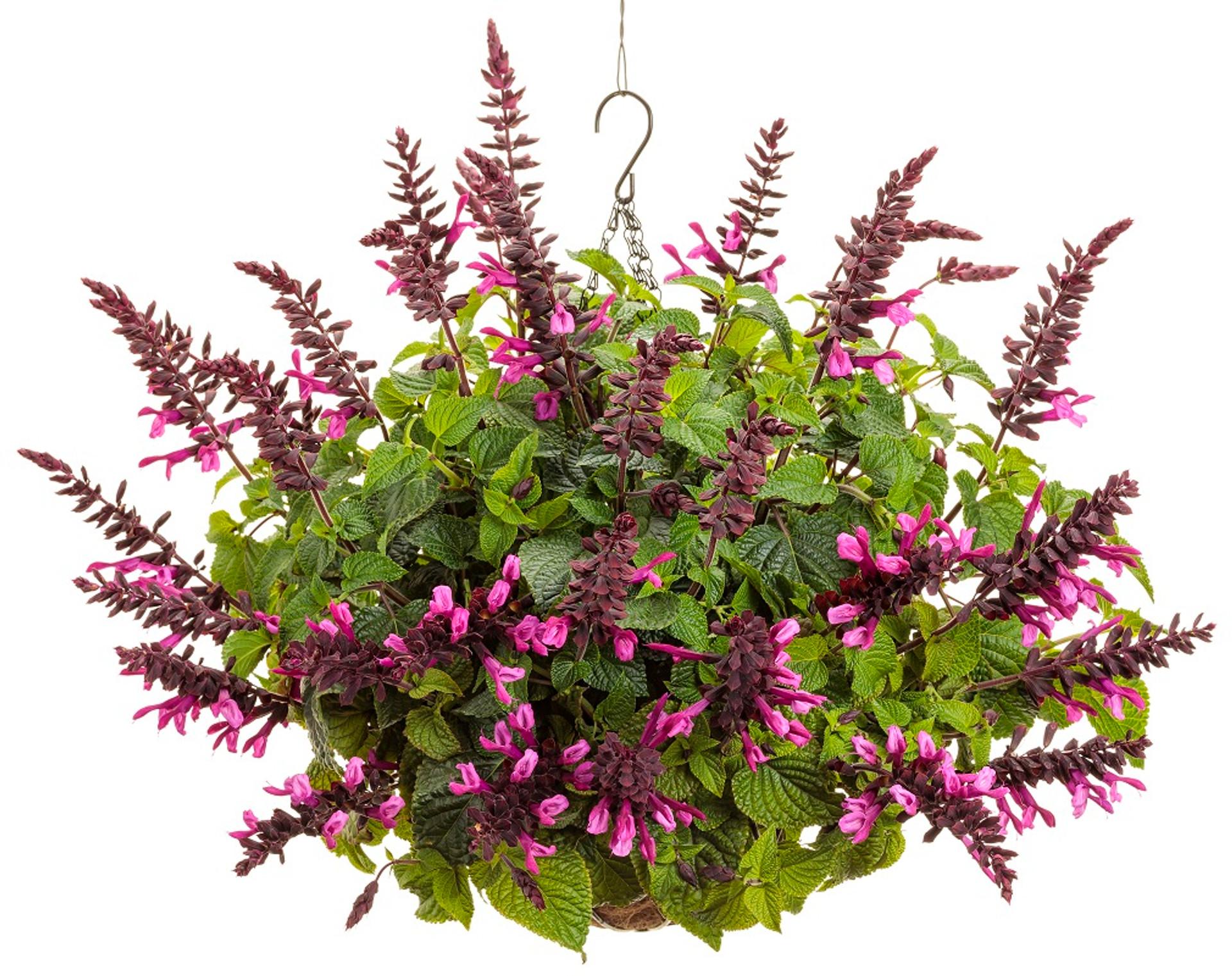 Salvia Unplugged Pink - View 4 from www redcrocus com