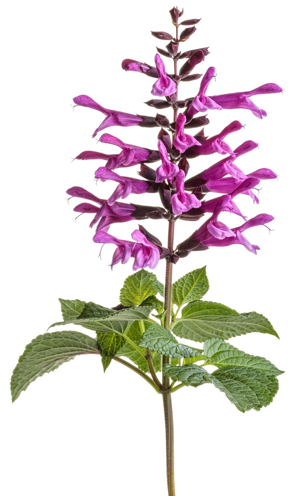 Salvia Unplugged Pink - View 5 from www redcrocus com