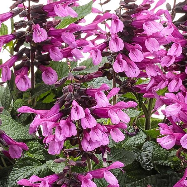Salvia Unplugged Pink - View 6 from www redcrocus com