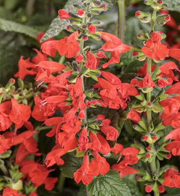 Salvia Unplugged Pink - View 7 from www redcrocus com