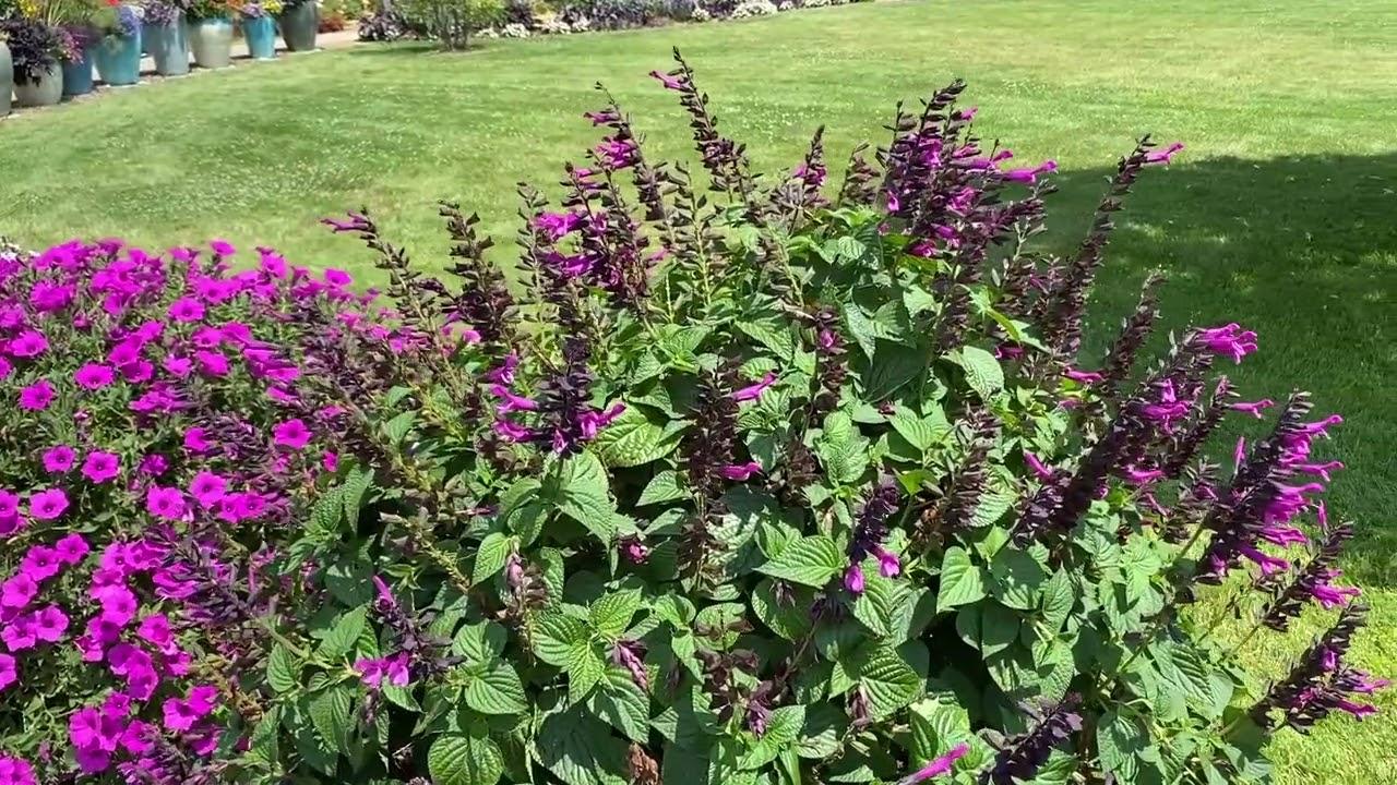 Salvia Unplugged Pink - View 8 from www redcrocus com