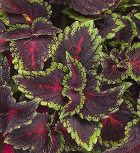 Coleus Colorblaze Rediculous - View 10 from www redcrocus com