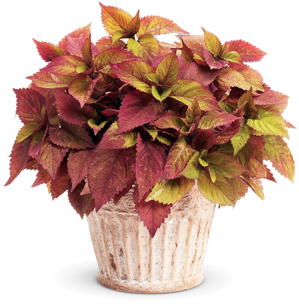 Coleus Colorblaze Rediculous - View 11 from www redcrocus com